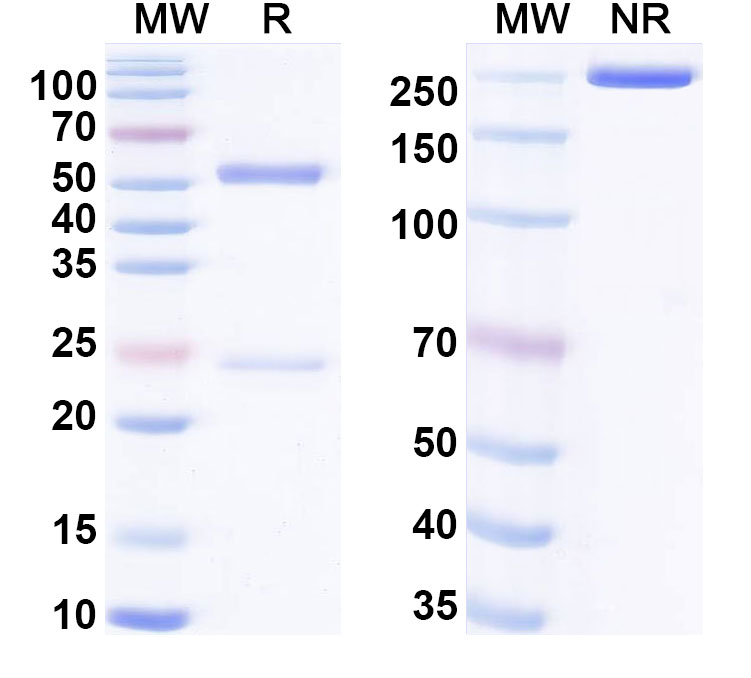 SDS-PAGE for Anti-Cortisol Antibody (5A4)