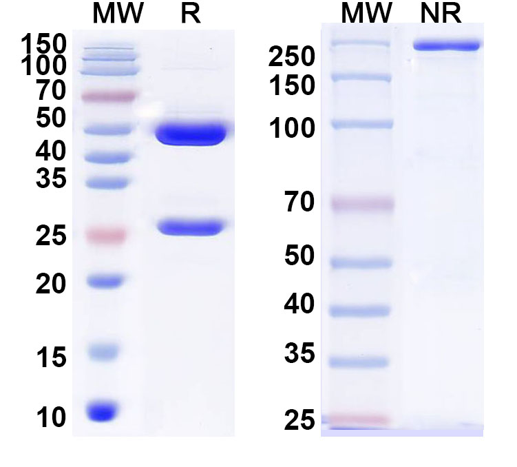 SDS-PAGE for Anti-Coxsackievirus A16 Mature Virion/VP1,2,3 Antibody (9D7)