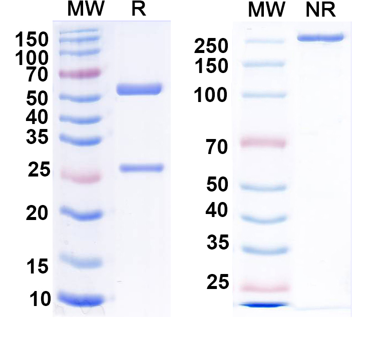 SDS-PAGE for Anti-CPV-2 Capsid protein VP2 Monoclonal Antibody, 3D10