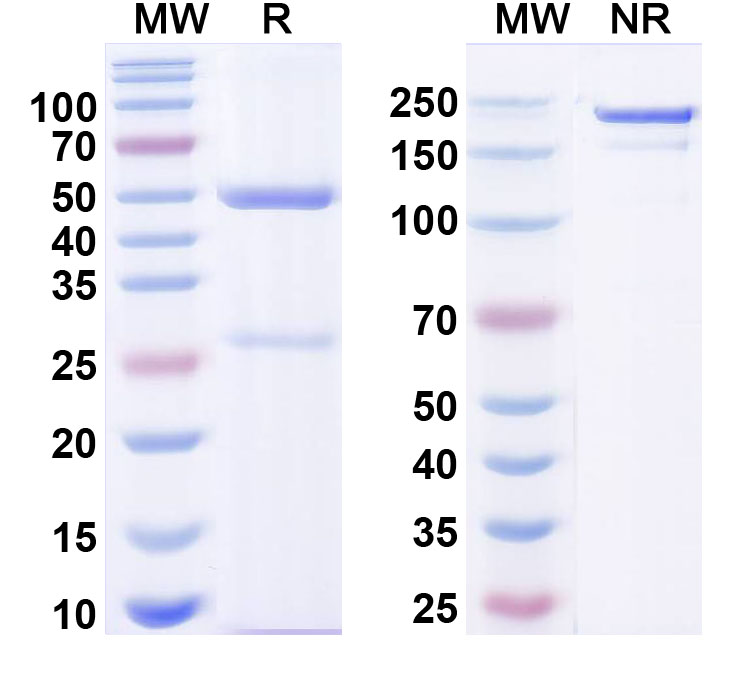 SDS-PAGE for Anti-CPV A27L Antibody (SAA2453)