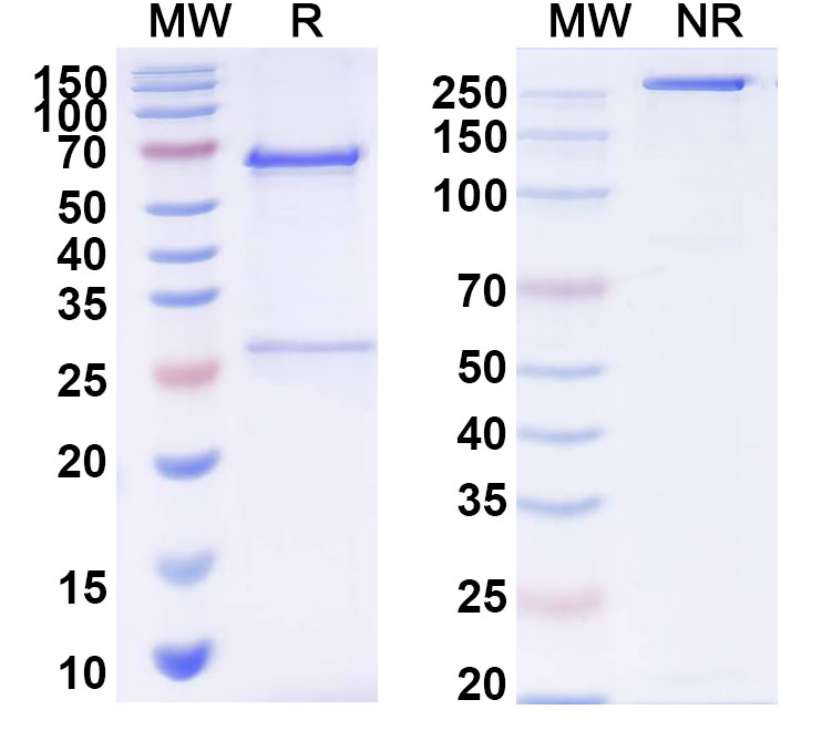 SDS-PAGE for Anti-CPV Capsid Antibody (Mab14)