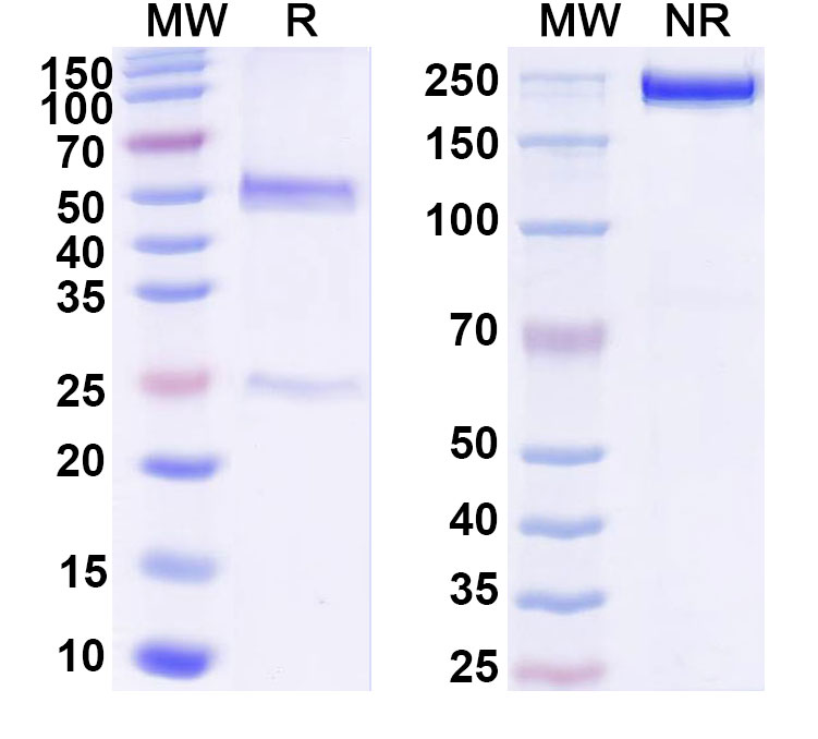 SDS-PAGE for Anti-CSFV Envelope glycoprotein E1/gp33 Antibody (1A033)
