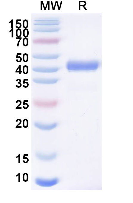 SDS-PAGE for Anti-CSFV Glycoprotein E2 Antibody (ABS0841)