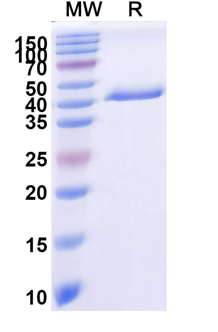 SDS-PAGE for Anti-CSFV Glycoprotein E2 Antibody (SAA2532)