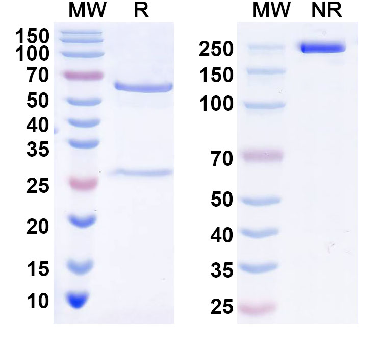 SDS-PAGE for Anti-CSFV NS5B Antibody (1A014)