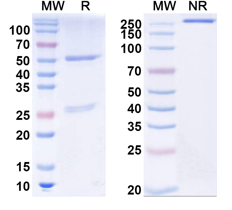 SDS-PAGE for Anti-CSFV Viroporin p7 Antibody (1A036)
