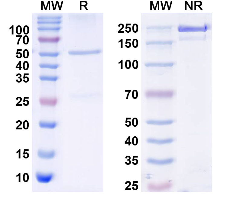 SDS-PAGE for Anti-D. melanogaster SLC6A3/DAT Antibody (9D5)