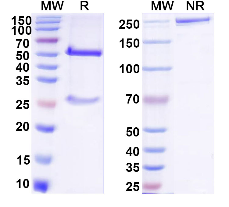 SDS-PAGE for Anti-Dabigatran Etexilate Monoclonal Antibody, SAA0560