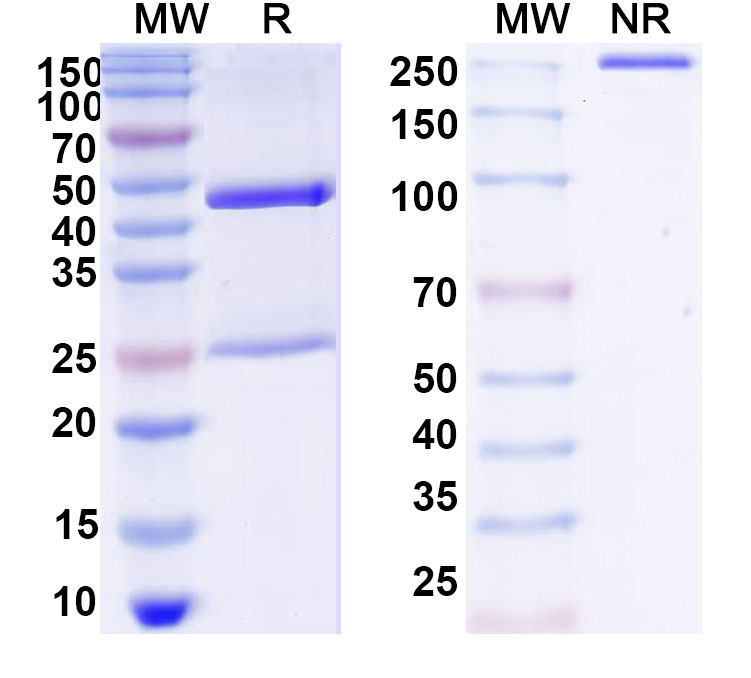 SDS-PAGE for Anti-Dansyllysine Antibody (27-35)
