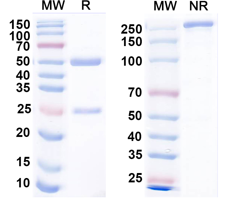SDS-PAGE for Anti-Dengue and Zika virus EDE1 Monoclonal Antibody, EDE1C10