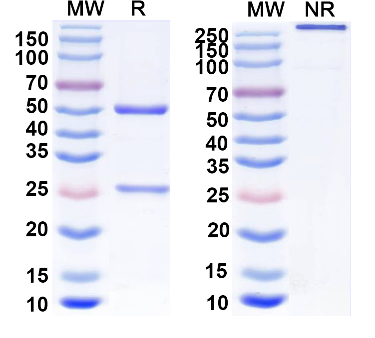 SDS-PAGE for Anti-DENV-2 E-DII/Envelope Protein E Monoclonal Antibody, 2A10