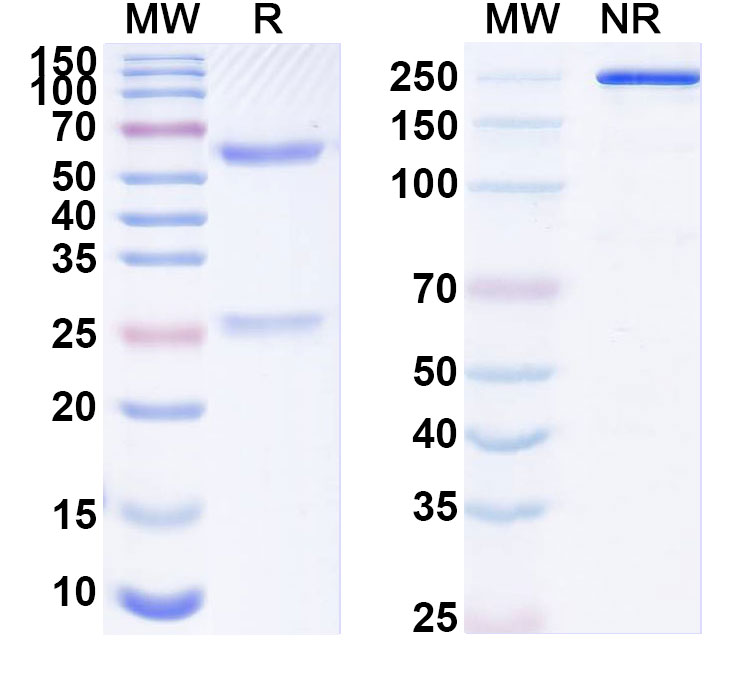SDS-PAGE for Anti-DENV-2 Envelope protein E Antibody (4G2)