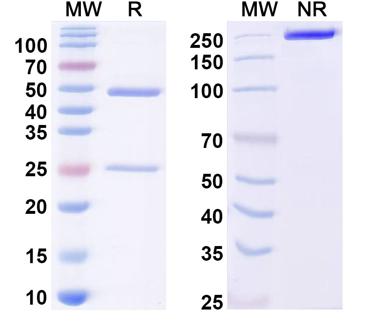 SDS-PAGE for Anti-Dermatophagoides pteronyssinus DERP1 Antibody (1C14)