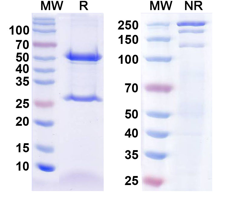 SDS-PAGE for Anti-Detyrosinated alpha tubulin Monoclonal Antibody (1A046)