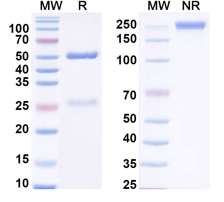 SDS-PAGE for Anti-DEX/Dextran Antibody (SAA0556)