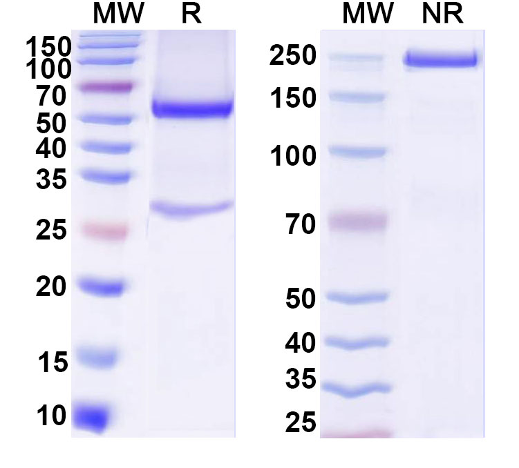 SDS-PAGE for Digoxin Monoclonal Antibody 3H-3H