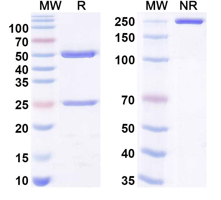 SDS-PAGE for Anti-DLVPR Epitope Tag Antibody (G196)