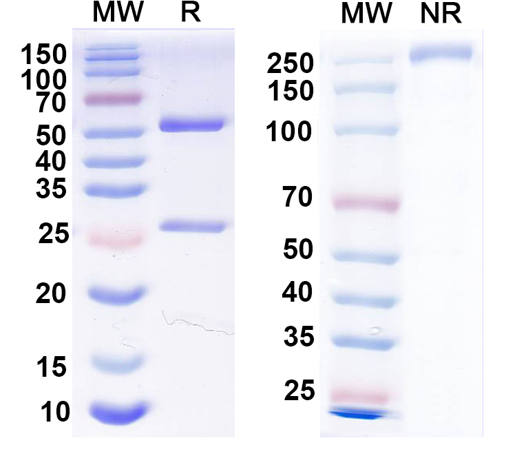 SDS-PAGE for Anti-DLX1 Antibody (L43/40)