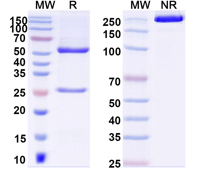 SDS-PAGE for Anti-DNA Antibody (111.19)