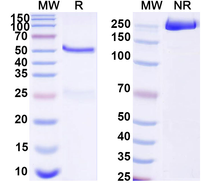 SDS-PAGE for Anti-DNA Antibody (111.33)
