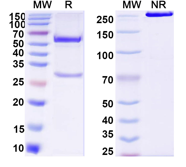 SDS-PAGE for Anti-DNA Antibody (111.61)
