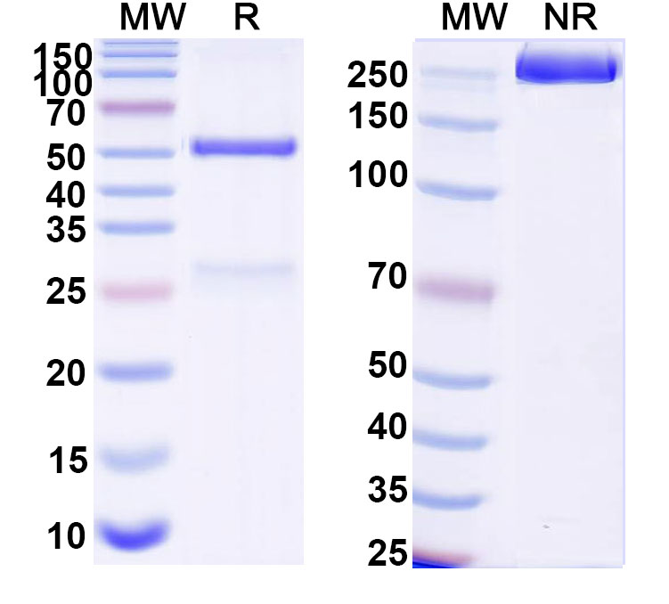 SDS-PAGE for Anti-DNA Antibody (163.69)