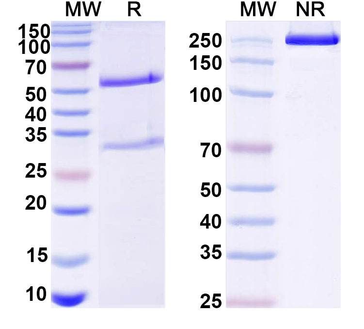 SDS-PAGE for Anti-DNA Antibody (165.27)