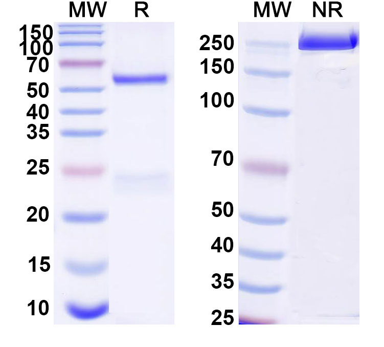 SDS-PAGE for Anti-DNA Antibody (17s.23)