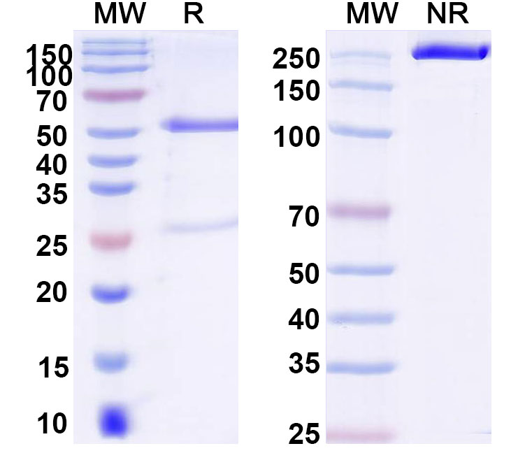SDS-PAGE for Anti-DNA Antibody (17s.5)