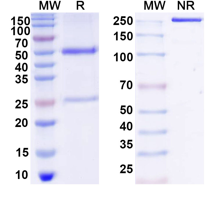 SDS-PAGE for Anti-DNA Antibody (563)
