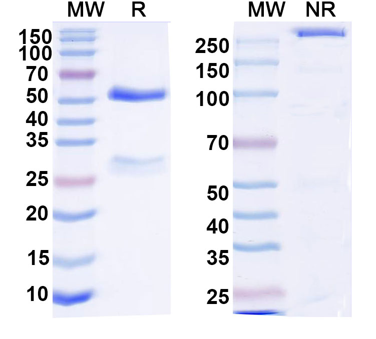 SDS-PAGE for Anti-DNA Antibody (83.22)