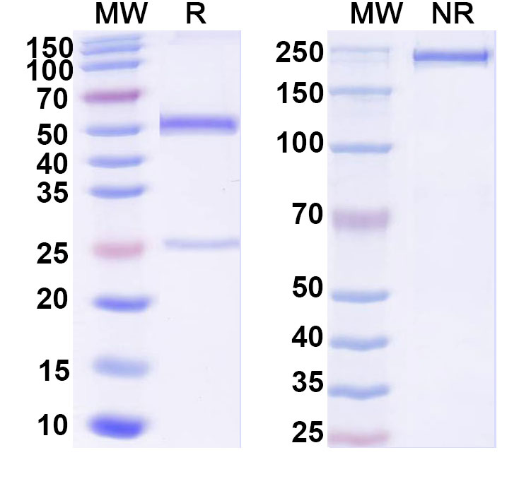 SDS-PAGE for Anti-DNA Antibody (BKD12)