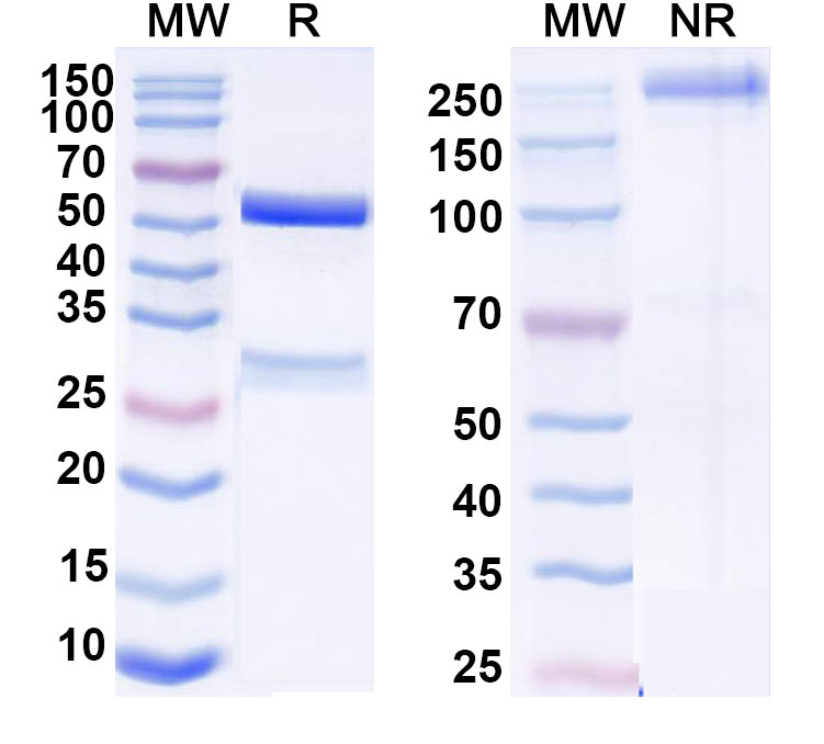 SDS-PAGE for Anti-DNA Antibody (BKD34)