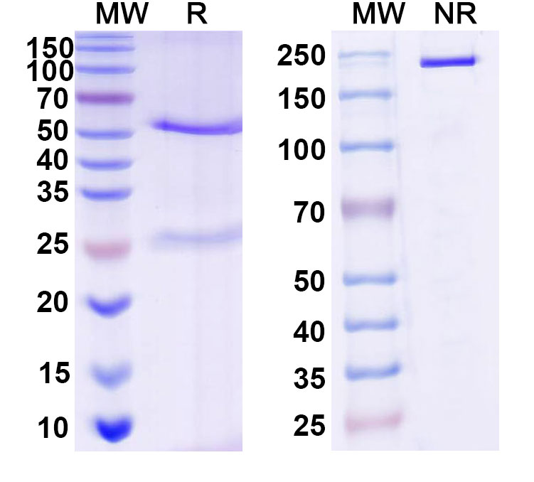 SDS-PAGE for Anti-DNA Antibody (BV16-13)