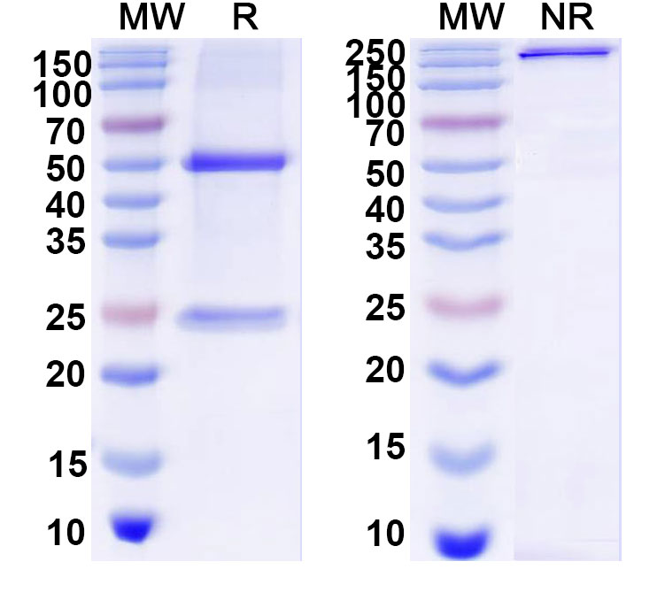 SDS-PAGE for Anti-DNA Antibody (BV16-19)