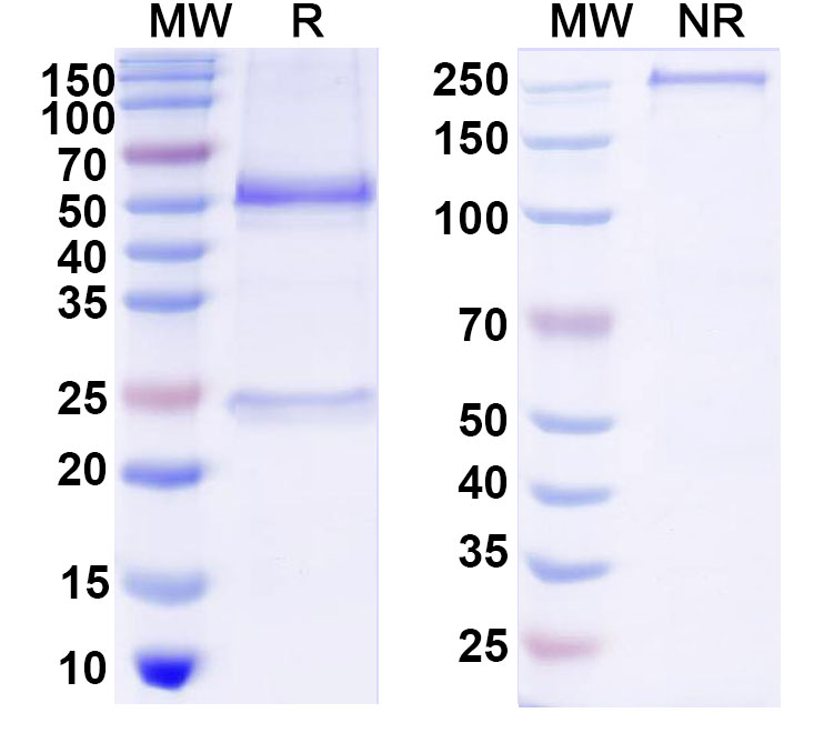 SDS-PAGE for Anti-DNA Antibody (BV17-45)