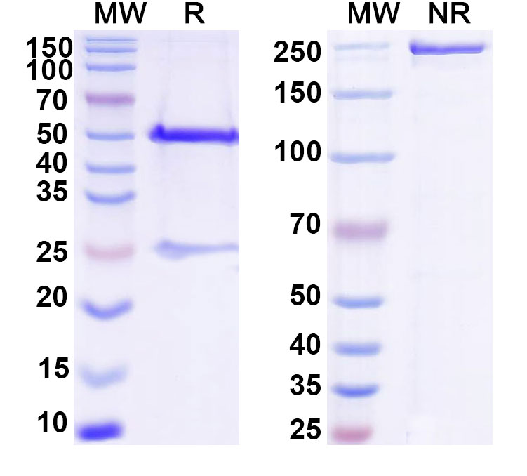 SDS-PAGE for Anti-DNA Antibody (BW24-37)