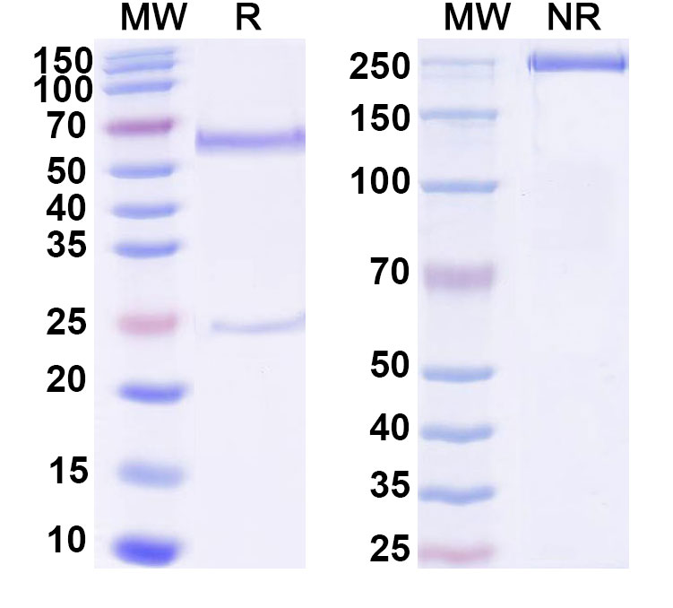SDS-PAGE for Anti-DNA Antibody (BW9-9)