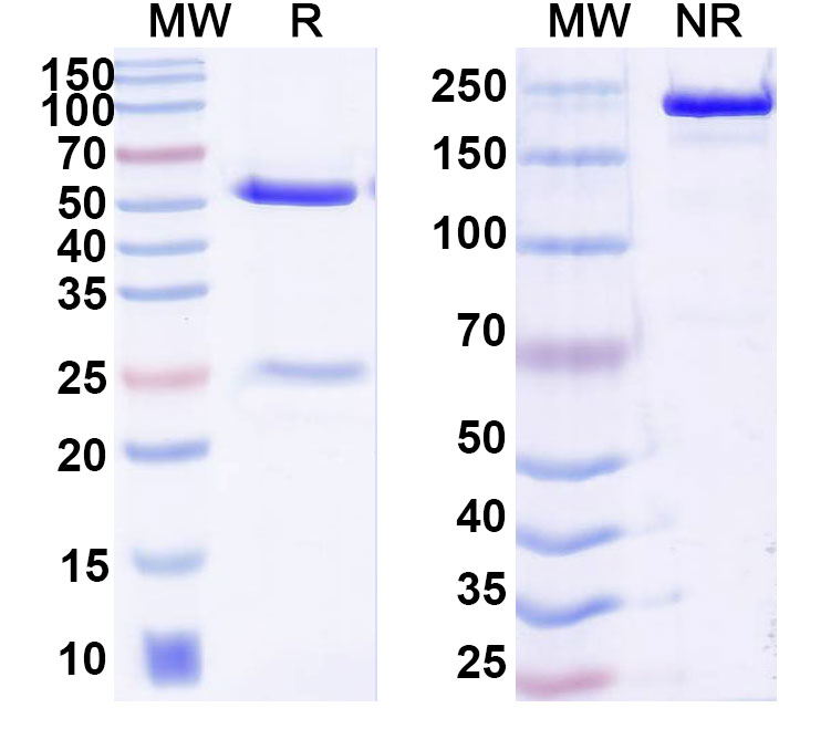 SDS-PAGE for Anti-DNA Antibody (DNA11)