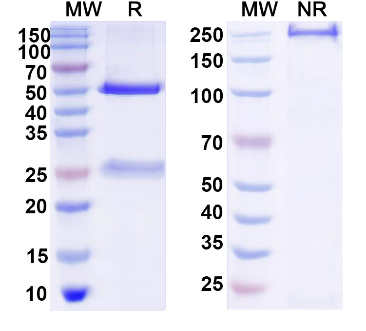 SDS-PAGE for Anti-DNA Antibody (DNA3)