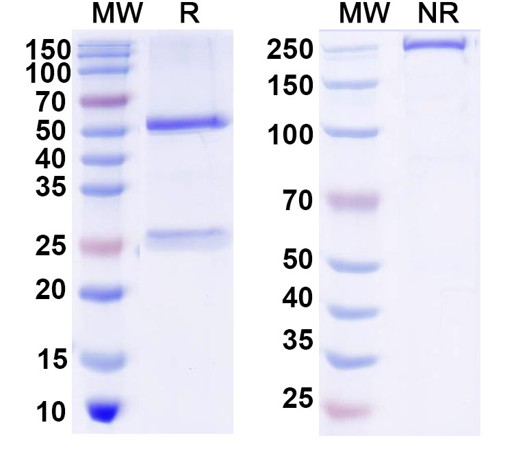 SDS-PAGE for Anti-DNA Antibody (DNA4)