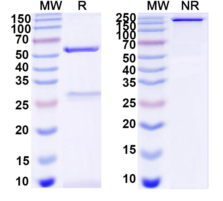 SDS-PAGE for Anti-DNA Antibody (DP11)