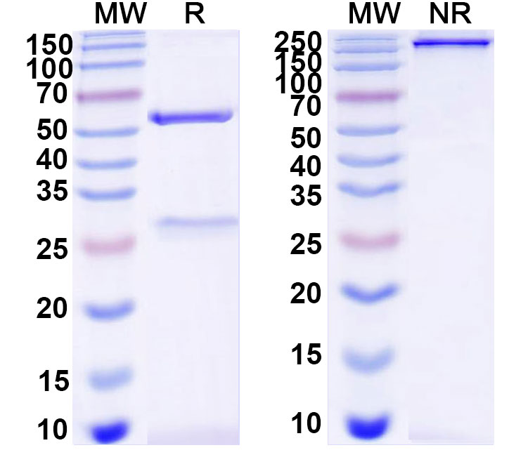 SDS-PAGE for Anti-DNA Antibody (DP9)