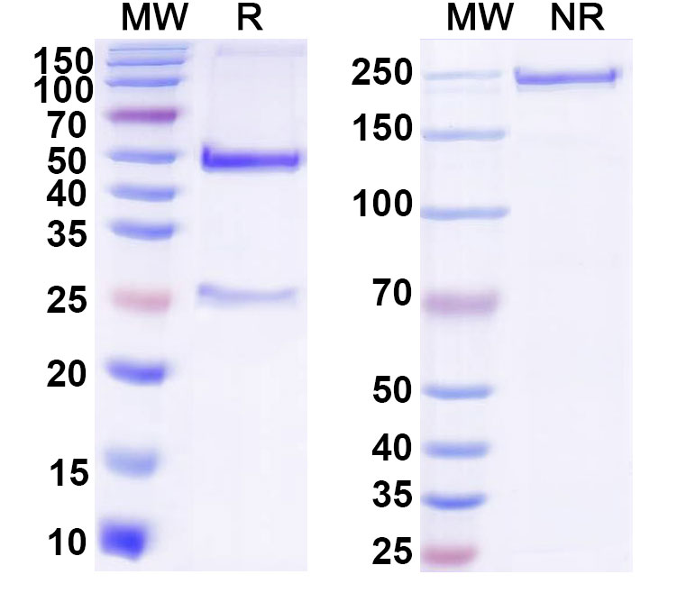 SDS-PAGE for Anti-DNA Antibody (F2-6)