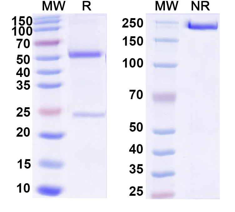 SDS-PAGE for Anti-DNA Antibody (H72)