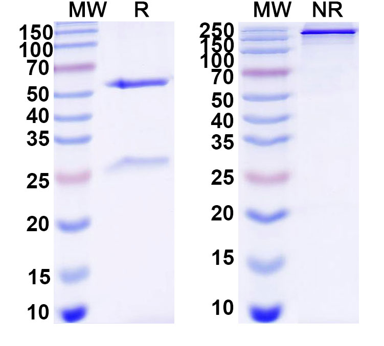 SDS-PAGE for Anti-DNA Antibody (IC4)