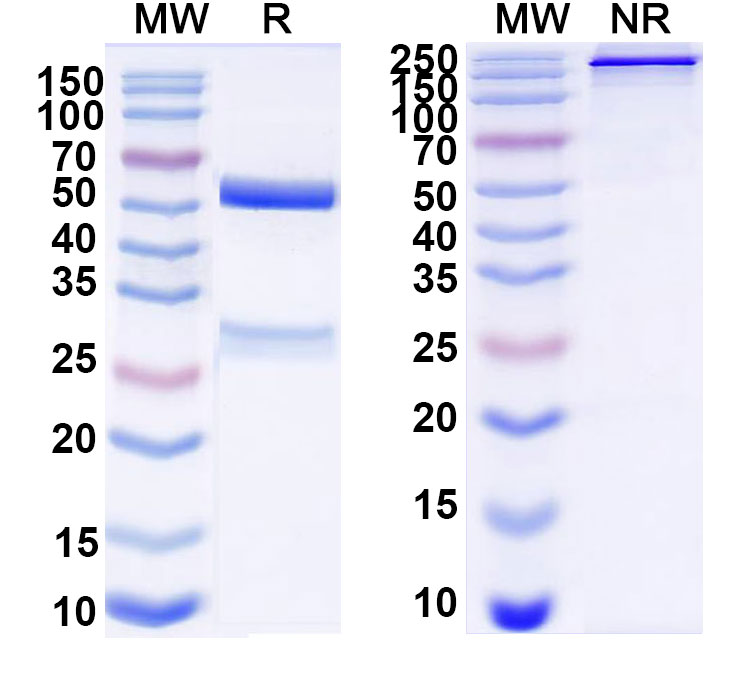 SDS-PAGE for Anti-DNA Antibody (S57)