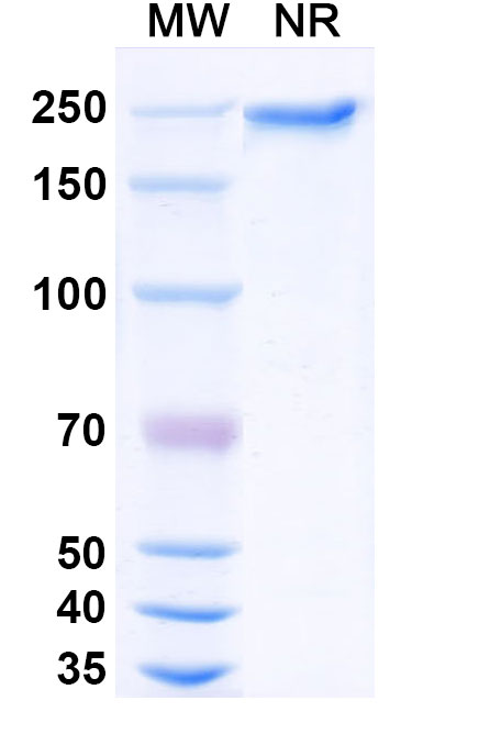 SDS-PAGE for Anti-DNA G-quadruplex Structures Antibody (BG4)