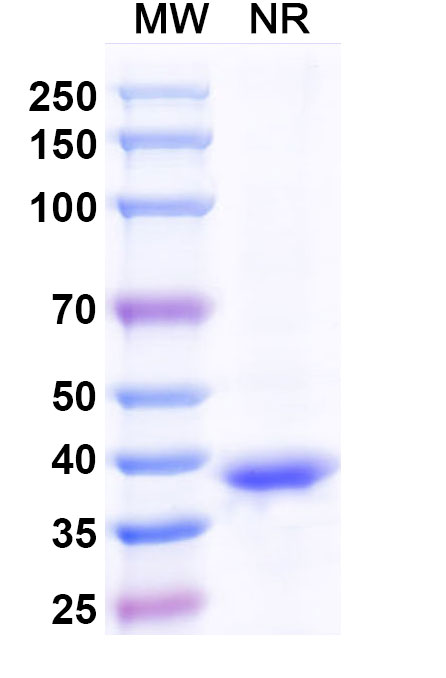 SDS-PAGE for Anti-DNA/RNA G-quadruplex Structures  Antibody (BG4)