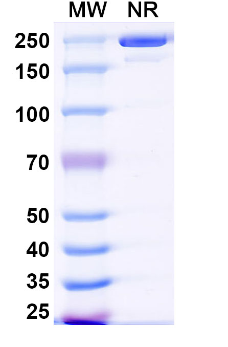 SDS-PAGE for Anti-DNA-RNA Hybrid Antibody(S9.6)